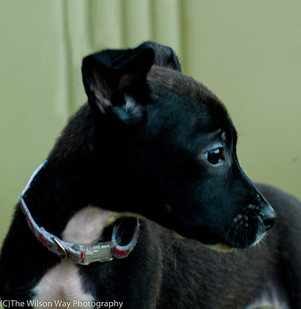 Foster Beryl-3809