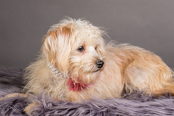 Foster Henrietta-8702