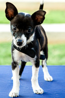 Foster Laila-9772