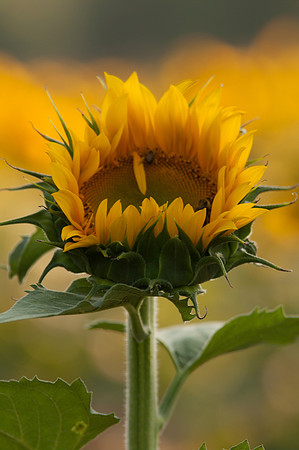 sunflowers-2143