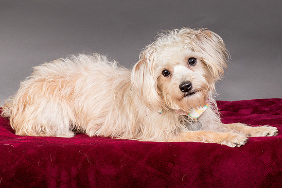 Foster Henrietta-8416