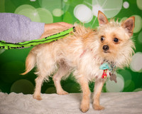 Foster-2237