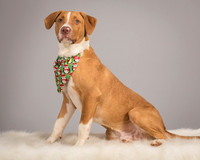 Foster Aldis-4519