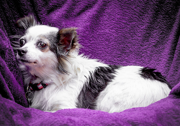 Foster Anouk-8782
