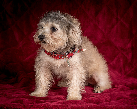 Foster Toto-8123