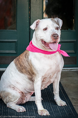 Foster Snickers-9307