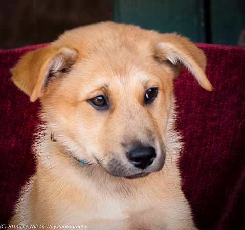 Foster Luca-9037