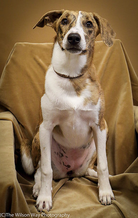 Foster Foofa-1049
