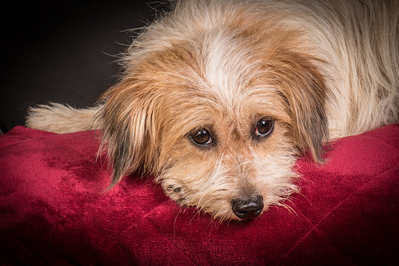 Foster Tiny-1554