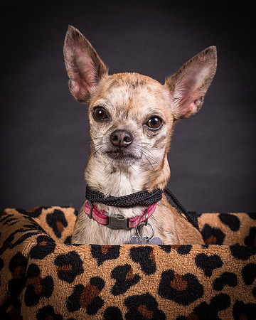 Foster Selina-1168