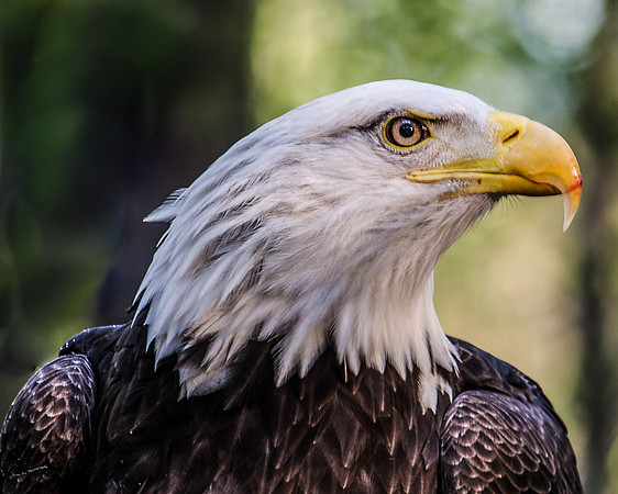 bald eagle