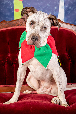 Foster Sylvester-0949