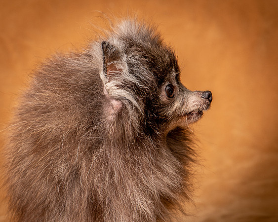 Foster Loretta-1259