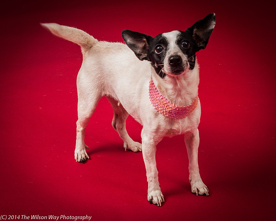 Sweet Pea-5936