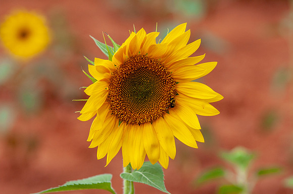 sunflowers-8711