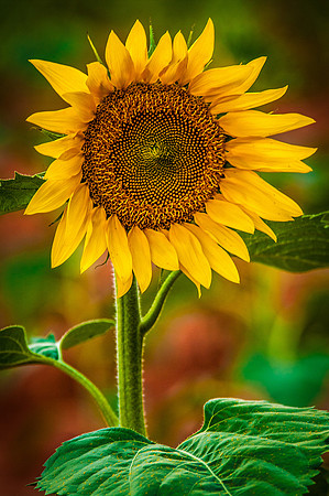 sunflowers-2179-3