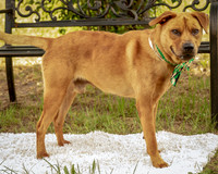 Darlington - Champ-8518
