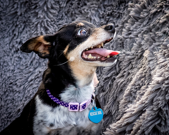 Foster Leela-7972