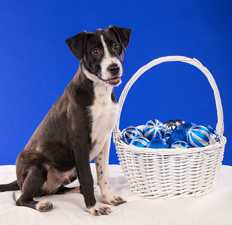 Foster Rascal-2388