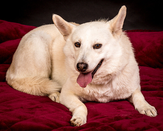 Foster Apache-0584