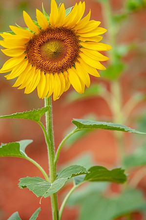 sunflowers-8737