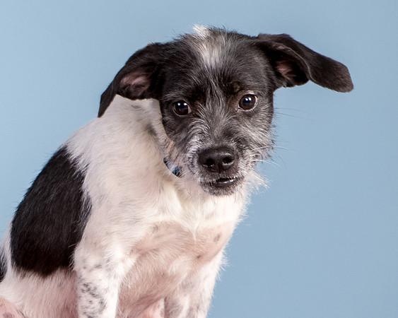 Foster Billie-8184