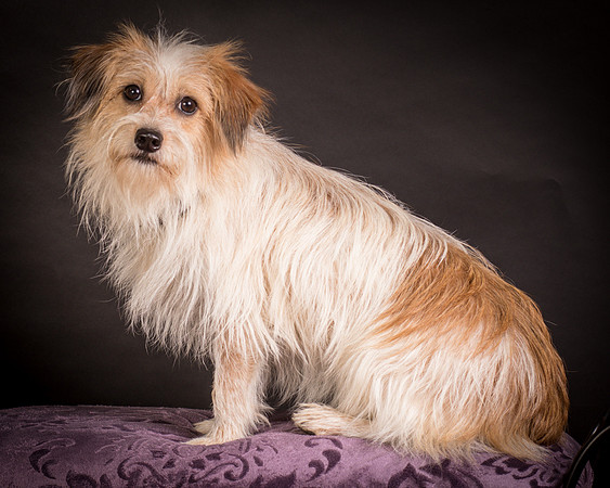 Foster Tiny-1409
