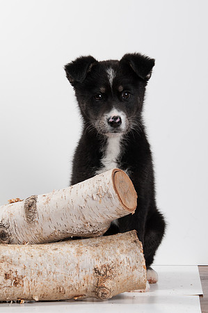 GCSPCA BB-6318