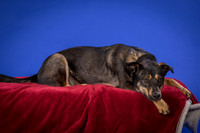 Golden-Tuco-0514