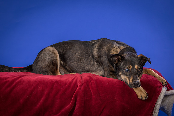 Golden-Tuco-0514