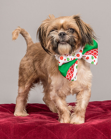 Foster Toffee-4610
