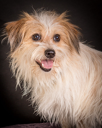 Foster Tiny-1475