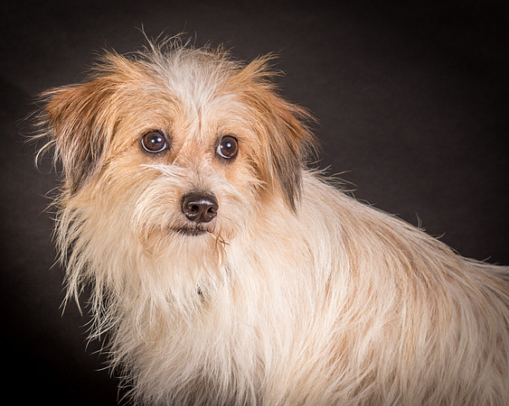 Foster Tiny-1472