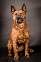 Foster Beans-2201
