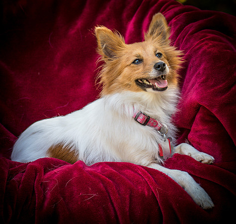 Foster Brandi-3377