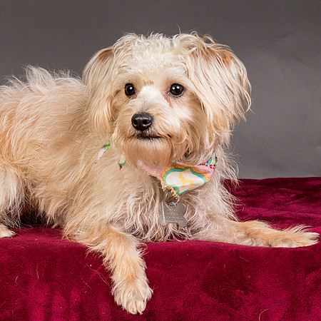 Foster Henrietta-8398