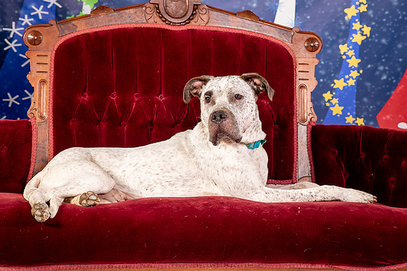 Foster Sylvester-0970