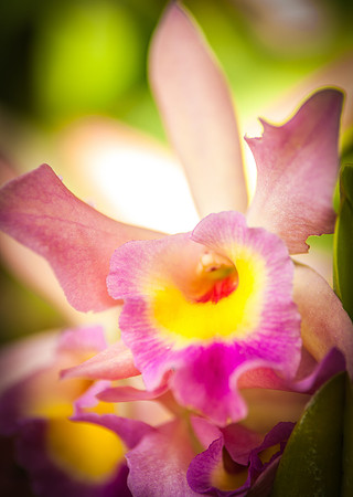 flowers-9182