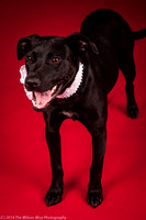 Carlee-6376