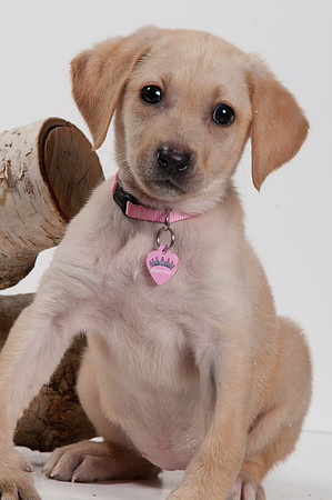 GCSPCA BB-6259