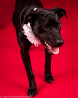Carlee-6417