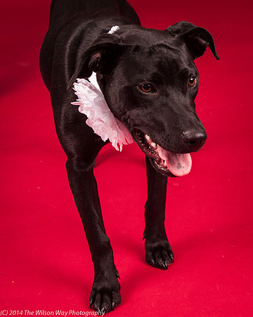 Carlee-6417