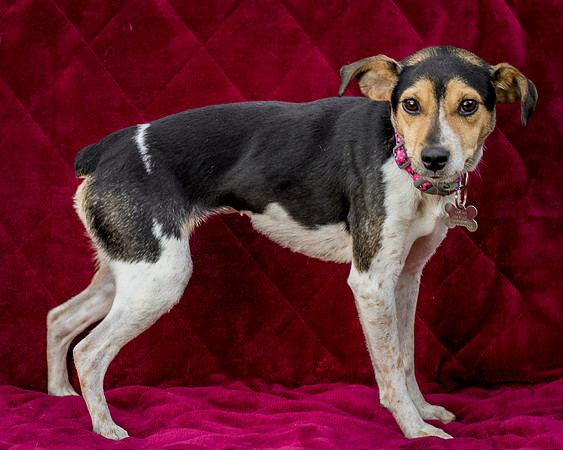Foster Buffy-5608