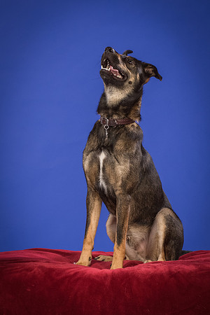 Golden-Tuco-0575