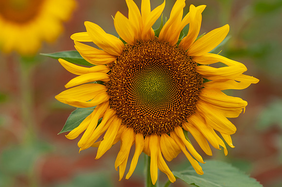 sunflowers-8334