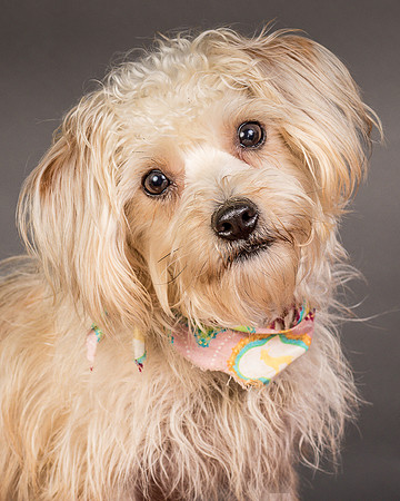Foster Henrietta-8431