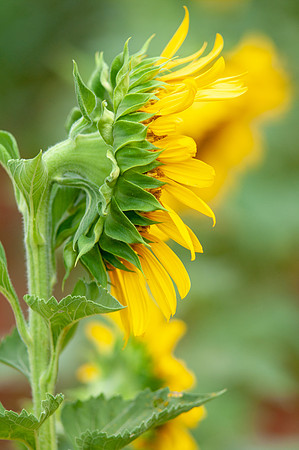 sunflowers-8752