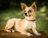 Foster Charisma-7182