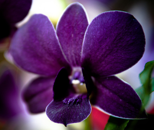 flowers-9167