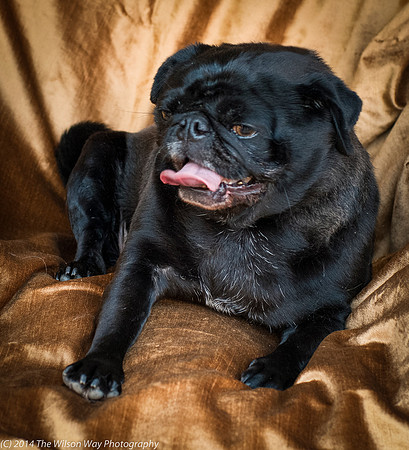 Foster Hotdog-8910